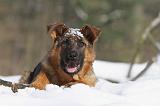 BERGER ALLEMAND 497